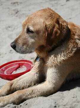 Fox Red Labrador