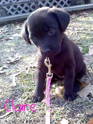 Baby chocolate sales lab
