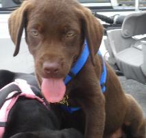 chocolate lab picture