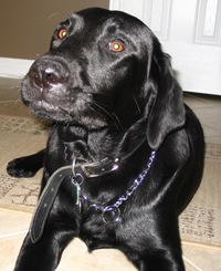 labrador retriever pictures