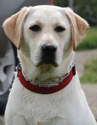 labrador retriever picture