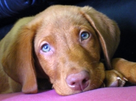 fox red labrador picture