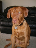 foxred labrador retriever