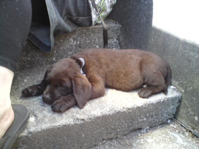 A Very tired Floyd the pup