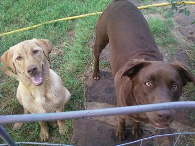 Gretchen and Missy (Mom's chocolate lab)