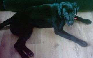 labrador retriever pictures