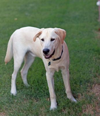 Is My Labrador Retriever Dominant All About Labradors