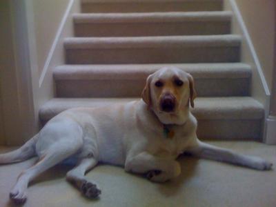 His favorite place by the stairs