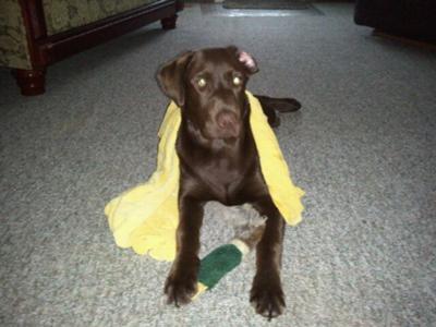 Bruno at 6 months ready for a bath