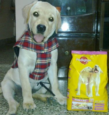 Richie - The Pedigree Ambassador  