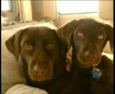 Mocha and Sophie when she was 3 months...Look at those GREEN eyes!