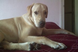 labrador retriever picture