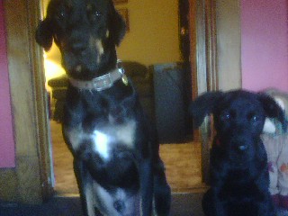 Hogan (left) & Hunter (right)