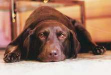 labrador retriever pictures