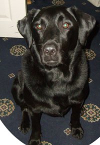 labrador retriever picture