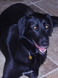 labrador retriever pictures