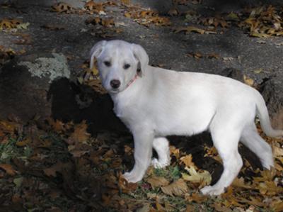 Sadie Kola at 8 weeks old