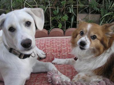 Sadie Kola at 6 months old w/sister Percy 10 yrs old