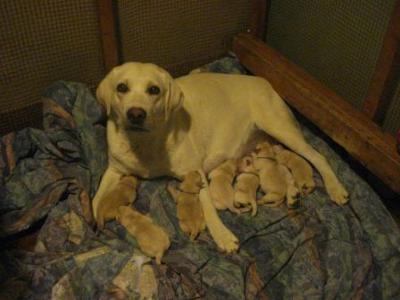 her puppys when she came home